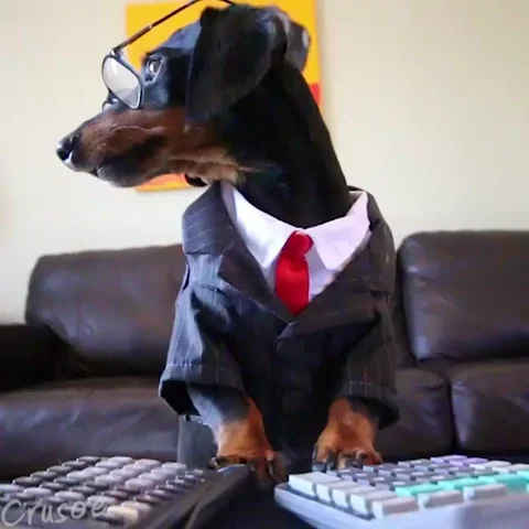 Tax Strategy Dog